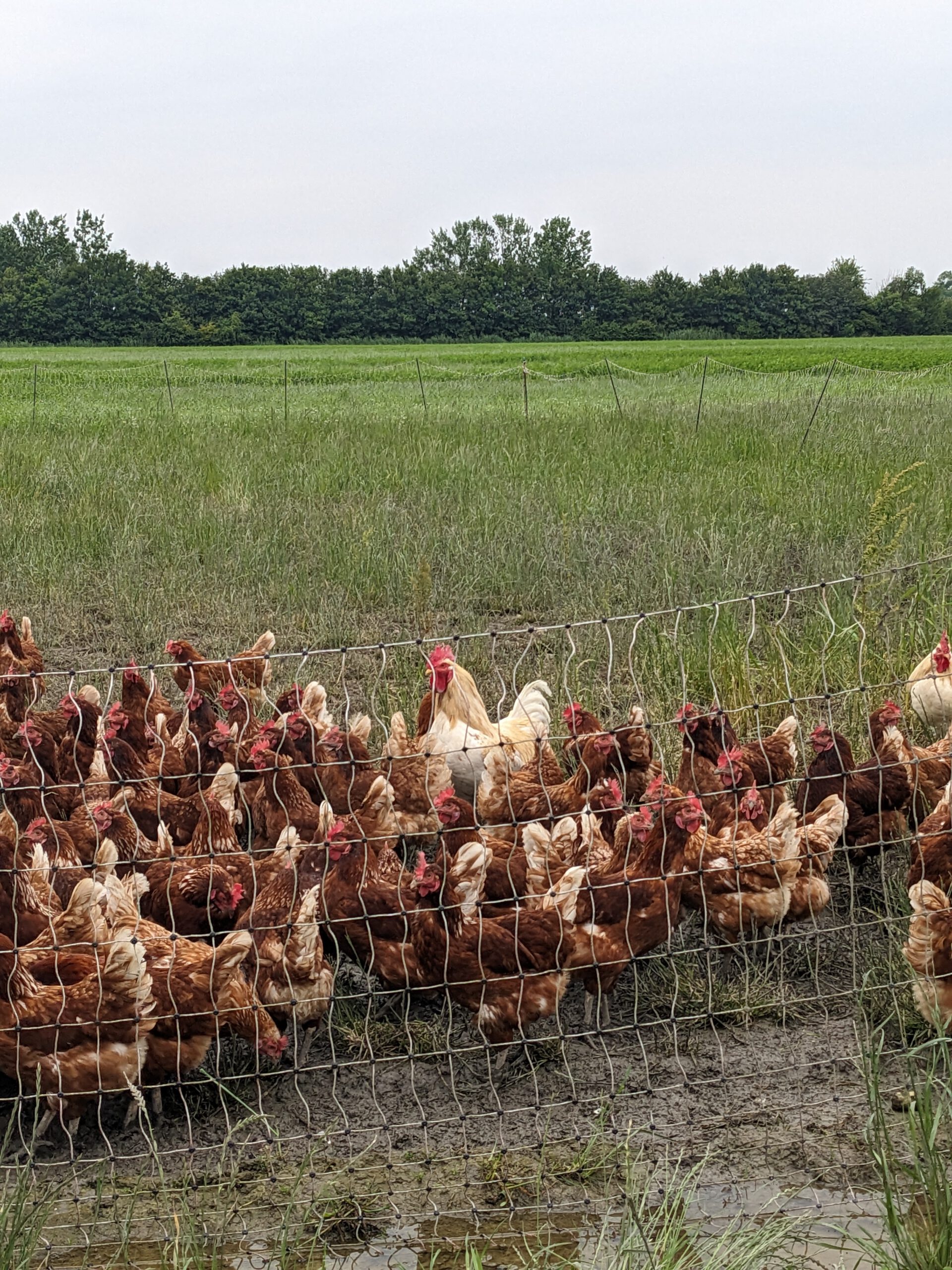 Mehr über den Artikel erfahren Gesunde Ernährung und Wohlbefinden beeinflussen kommende Generationen